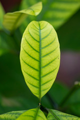 Tabernemontana (Latin Tabernaemontána) - close-up green leaves in natural light.