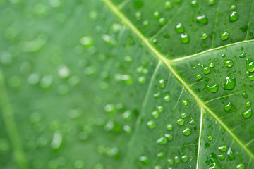 Natural background, fresh green leaf texture with drops of water.