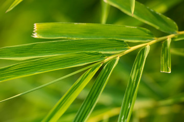 Texture of green palm leaf closeup