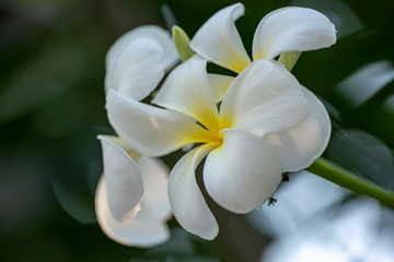 Fototapeta na wymiar Plumeria - a white flower close-up in natural light.