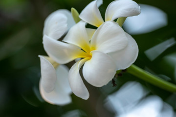 Obraz premium Plumeria - a white flower close-up in natural light.