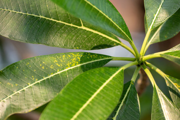 Plumeria - a green leaves close-up in natural light.
