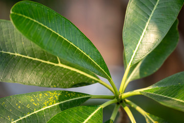 Plumeria - a green leaves close-up in natural light.