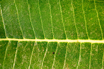 Texture of green leaf closeup