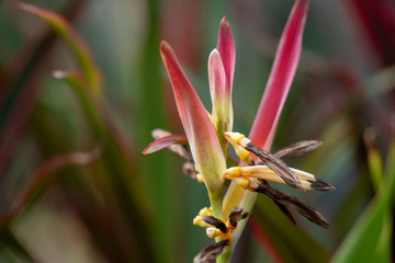 Heliconia flower close-up in natural light.