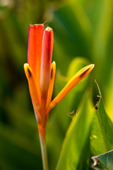 Obraz premium Heliconia flower close-up in natural light.
