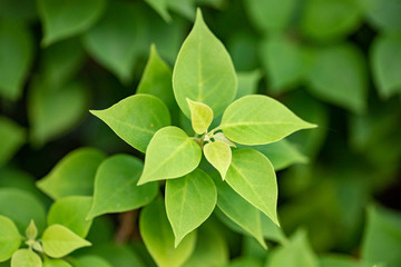 Green leaves close up with natural light.