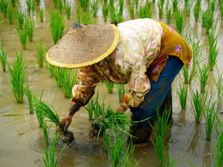 Rice worker ,planting rice in rice field