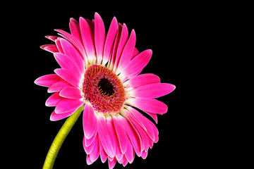 Single Pink Gerbera Flower Isolated on Black Background