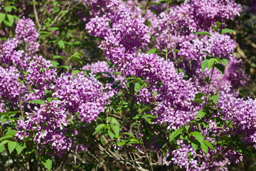 Close up view of beautiful blooming lilacs before evening sunset