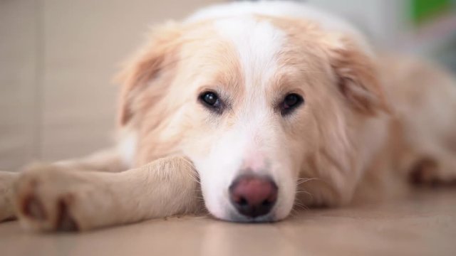 Cute border collie resting at home