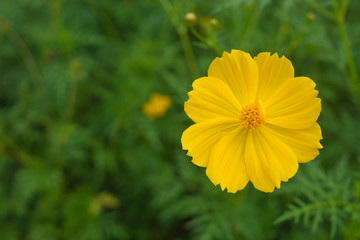A beautiful yellow cosmos in the park