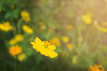 A beautiful yellow cosmoses are blooming in the park  while the sun is shining in the morning