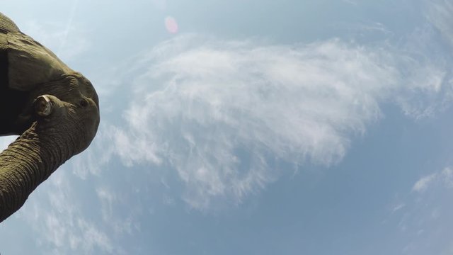 Spectacular footage of elephants drinking water directly above the camera, Okavango Delta, Botswana