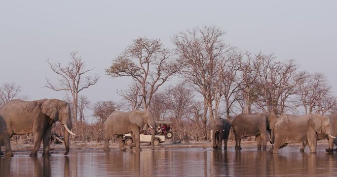 Tourists watching elephants in a 4x4 safari vehicle drinking at a waterhole, Okavango Delta, Botswana