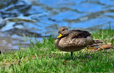 pato bebe al que le falta una patita