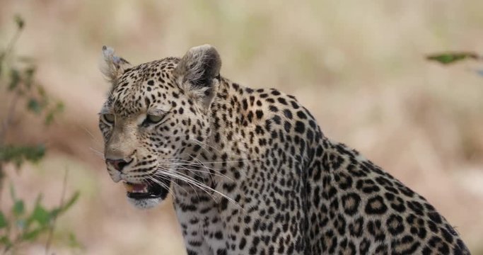 Portrait shot of female leopard looking around, Botswana