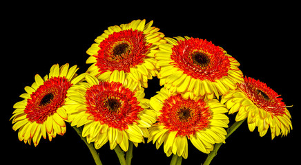 Bunch Yellow Gerbera Flowers Isolated on Black Background