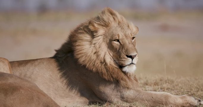 Tight portrait of male lion looking around, Botswana