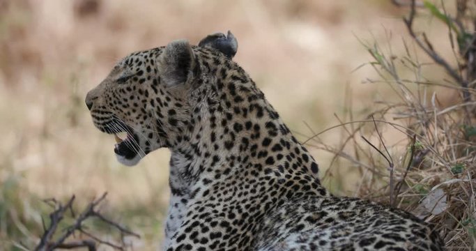 A close-up of a female leopard resting in the bush, Botswana