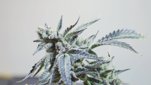 Close Up Cannabis Flower Bud Growing Indoors Isolated Orange Background Hemp Marijuana