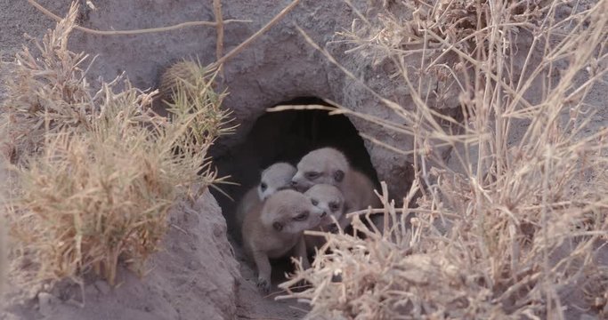 Four cute baby meerkats at burrow entrance, Botswana