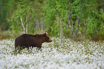 Brown bear (Ursus arctos) walks among the cotton grass.