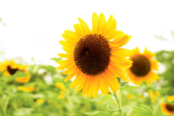 Close-up sunflowers in field. In the afternoon light.