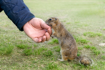 Naklejka na ściany i meble European ground squirrel eating with human hands on nature