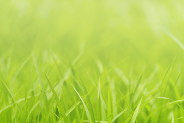 closeup nature of green grass in garden under sunlight, Natural green plant background.