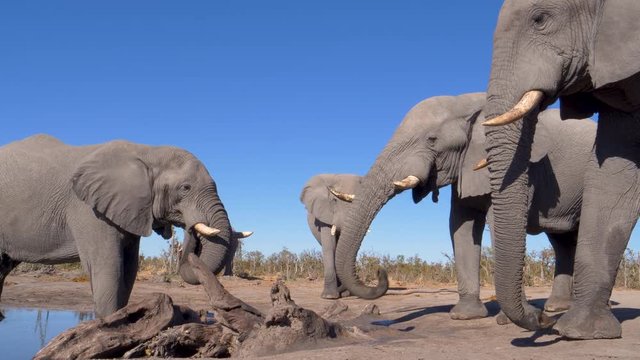 4K close-up view of five elephants standing and  drinking at a waterhole with blue sky behind, Botswana