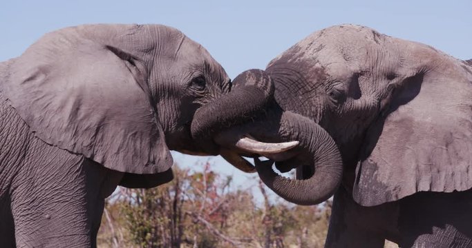 4K close-up view two elephants greeting with trunks intertwined at a waterhole, Botswana
