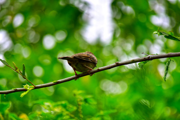  Bird  Sticking to the branches of nature to look beautiful