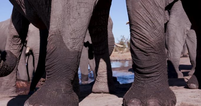 4K close-up low angle cropped view of elephant legs and trunks while they drinking at a waterhole with blue sky behind, Botswana