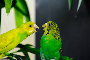  Parrot is outside the cage. He is happy and joking.