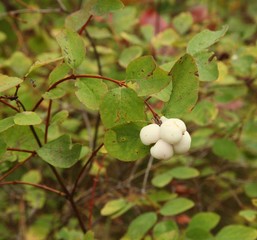 Cluster of white Snowberries (Symphoricarpos) on a bush in Blue Mountains, Oregon