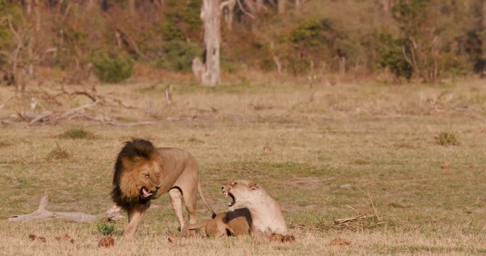 Lions mating, Botswana