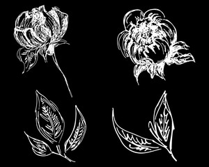 Hand drawn peonies set isolated on black background. Creative luxury fashion logotype concept icons. Hand Drawn vector illustration. Peonies set. Outline collection