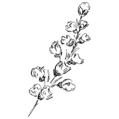 Abstract cotton branch outline icon isolated on white background. Hand Drawn vector illustration. Cotton logo