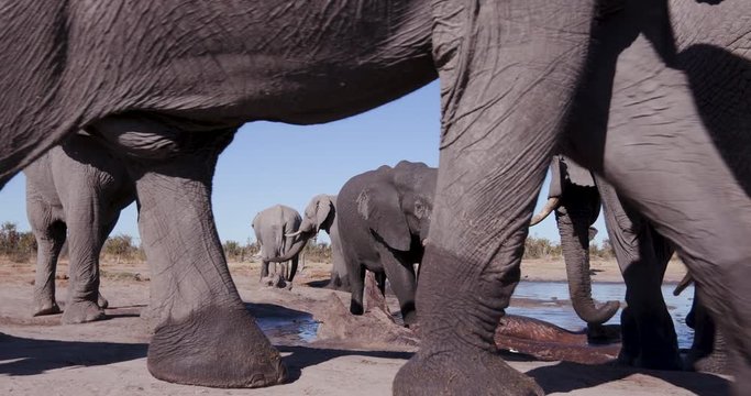 4K close-up low angle view of a small group of elephants drinking at a waterhole with blue sky behind, Botswana