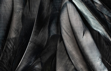 feather abstract background. black feather background.