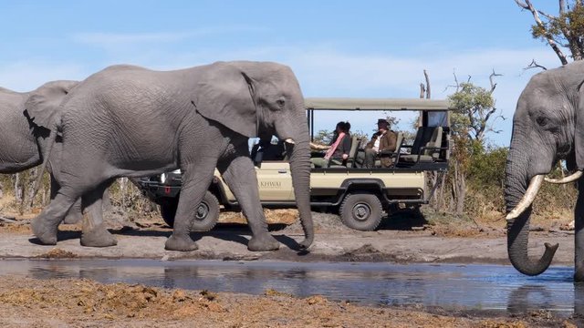 4K close-up view of tourists in a 4x4 game drive vehicle surrounded by elephants at Khwai Private Reserve, Botswana