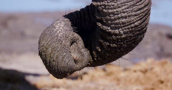 4K close-up cropped view of the two holes at the end of an elephants trunk, Botswana