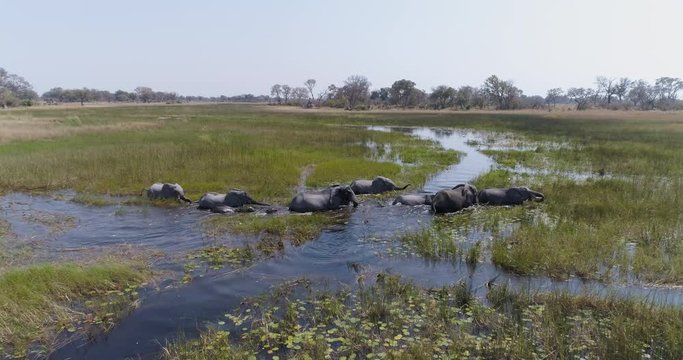 Aerial close-up zoom in view of a breeding herd of elephants  crossing a river in the Okavango Delta, Botswana