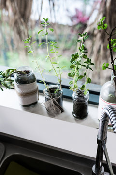 Plants On Kitchen Windowsill