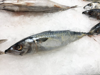 Fresh Saba or mackerel fish on ice