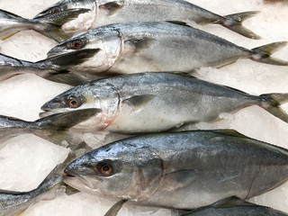Fresh yellow tail fish on ice
