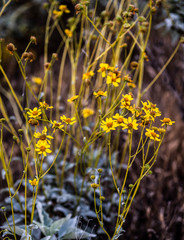 Lake Perris State Park, California