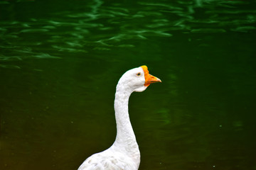  White goose is eating water At the edge of the pond is the nature of the goose likes to swim
