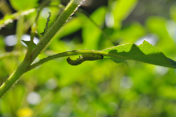 ツツジの木に害虫